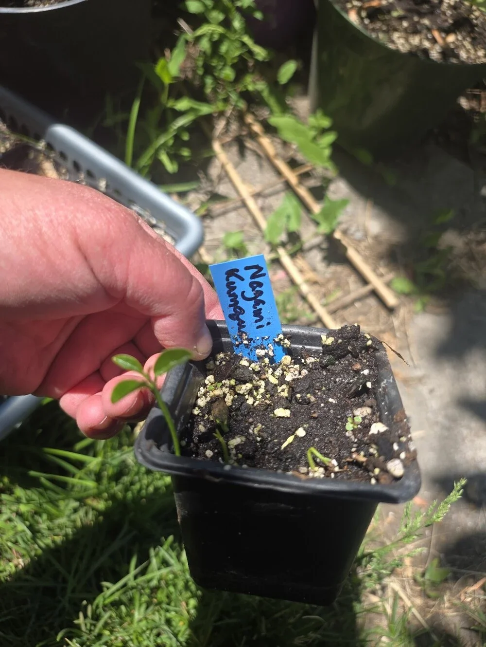 Other | Nagami Kumquat Citrus Plant Seedling | Poshmark